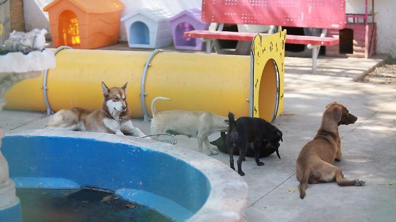 Perritos rescatados en el Centro de Atención Animal en la ciudad de Durango